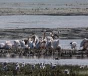 MNRiverPelicans 2014 09 016